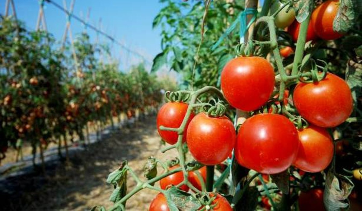 benefits of tomato for skin glow and health benefits