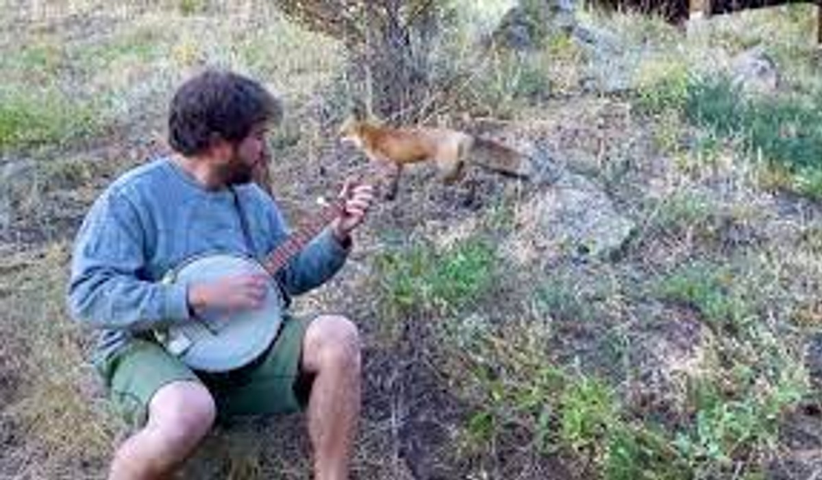 Fox sits down to listen to banjo player