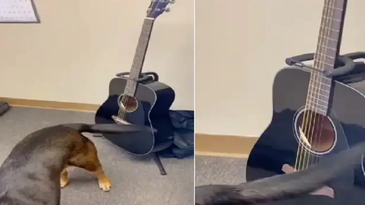 Dog plays the guitar with its tail in adorable video posted on social media