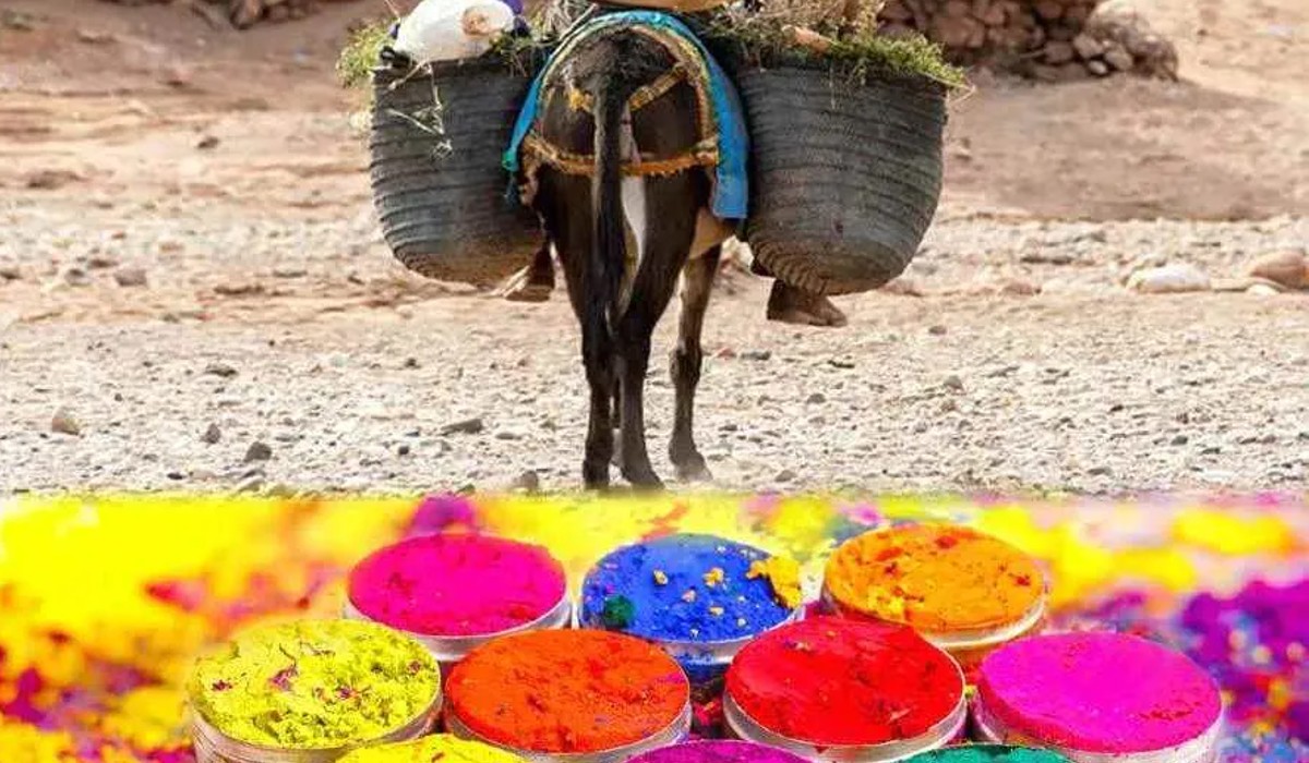 Donkey Ride ON Holi Rituals son in law