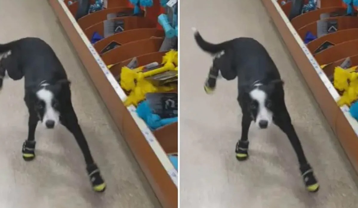 First time dog wear shoes and give hilarious reaction people will laugh after watching 