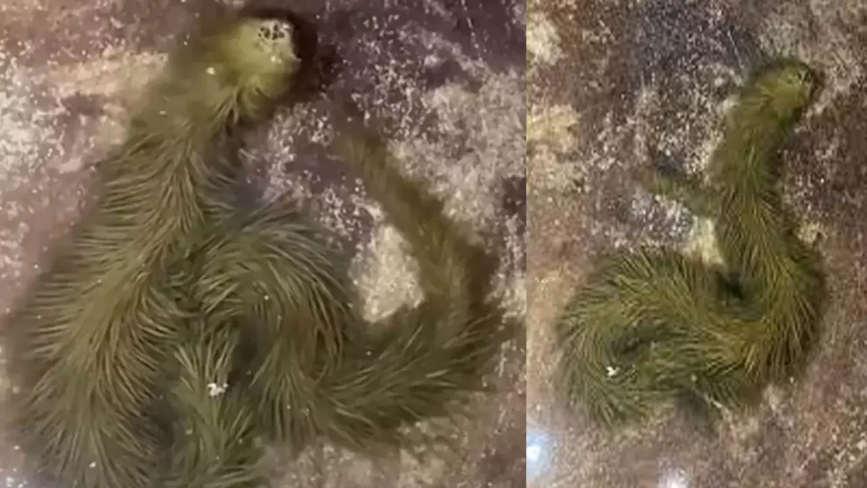 Mysterious 'furry green snake’ found in Thailand swamp baffles netizens: watch viral video
