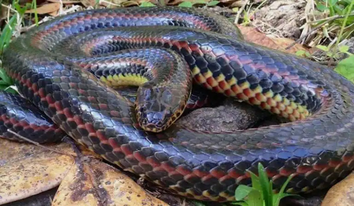Rare ‘rainbow snake’ seen in Florida after 50 years