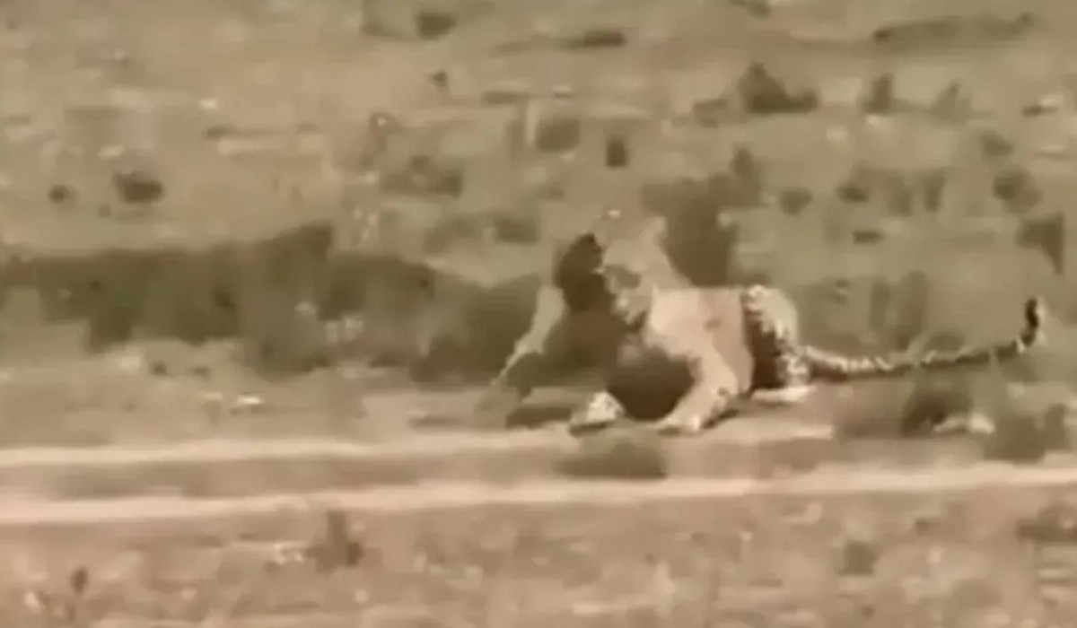 Viral Video Leopard Ran Away After Seen Wild Boar Shocking Video Goes Viral on Social Media