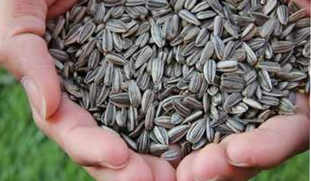 Reduce to over weight and Sunflower seeds health benefits 