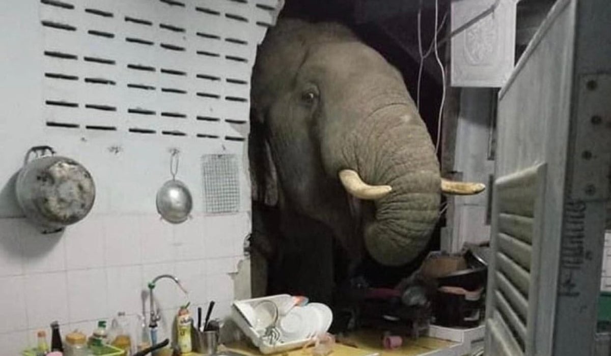 elephant entering into house and searching for food