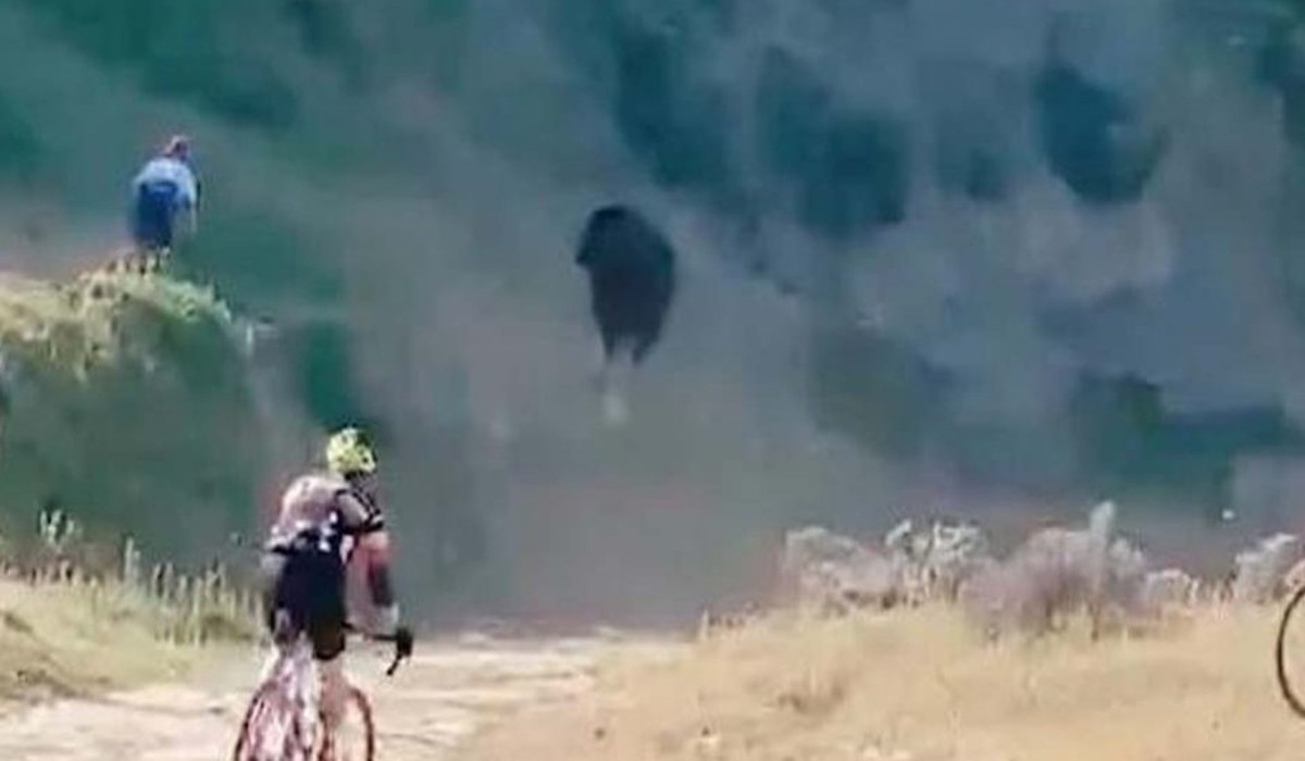 Cyclist Tossed In The Air By Raging Bull During Race