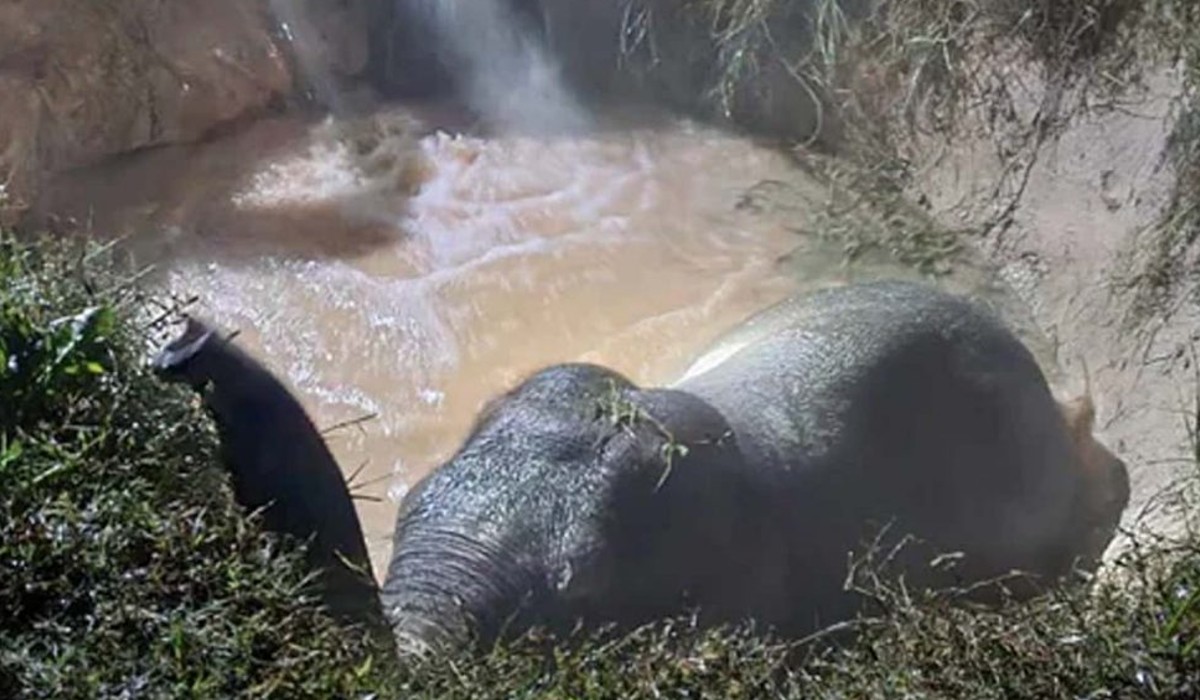 Elephant Rescue In Bengal Using Archimedes Principle Delights