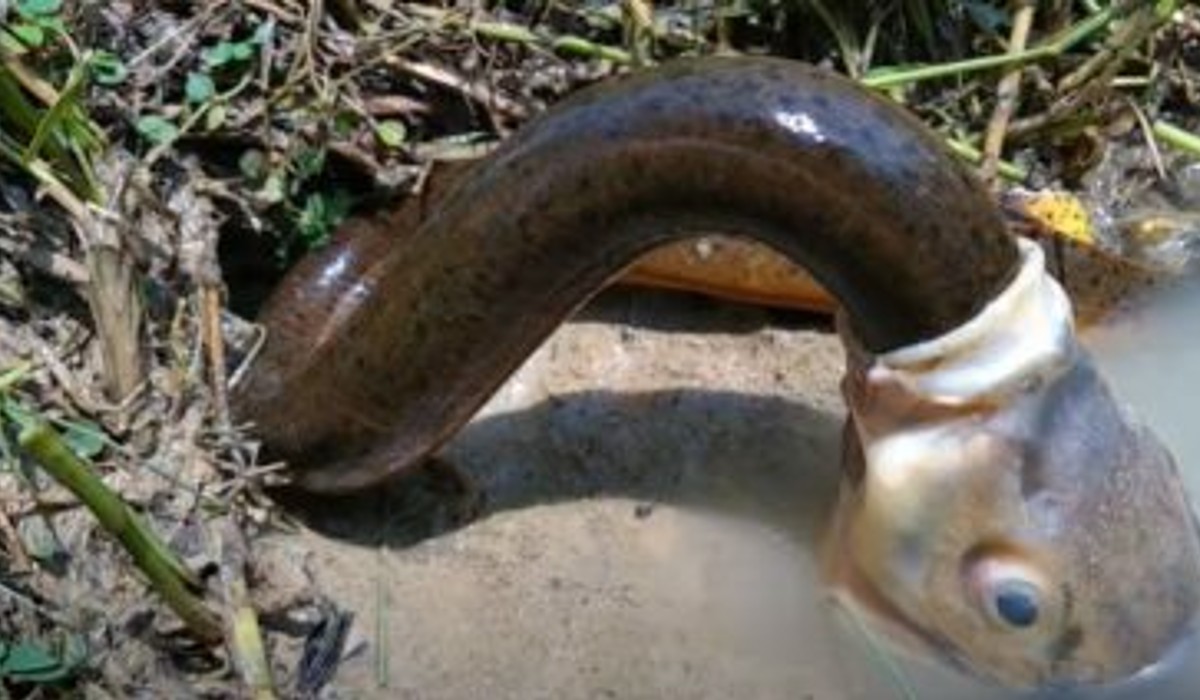 FISH SWALLOWS SNAKE IN VIRAL VIDEO