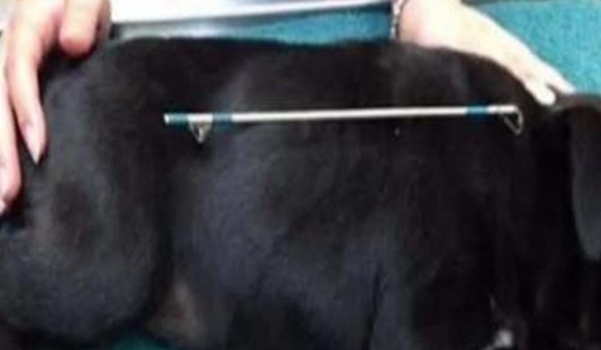 The owner reached the hospital thinking the dog was pregnant, doctors disclosed