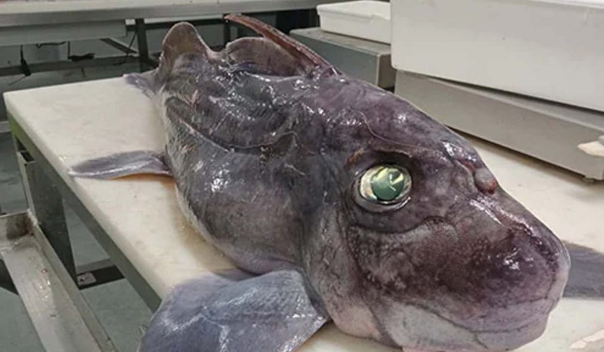 Rare Baby Ghost Shark Discovered by New Zealand Scientists