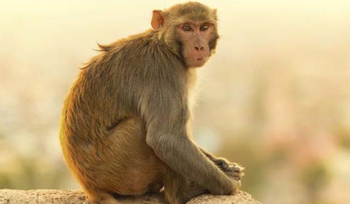 VILLAGERS CONDUCT FUNERAL FOR DEAD MONKEY IN RATLAM DISTRICT OF MADHYA PRADESH