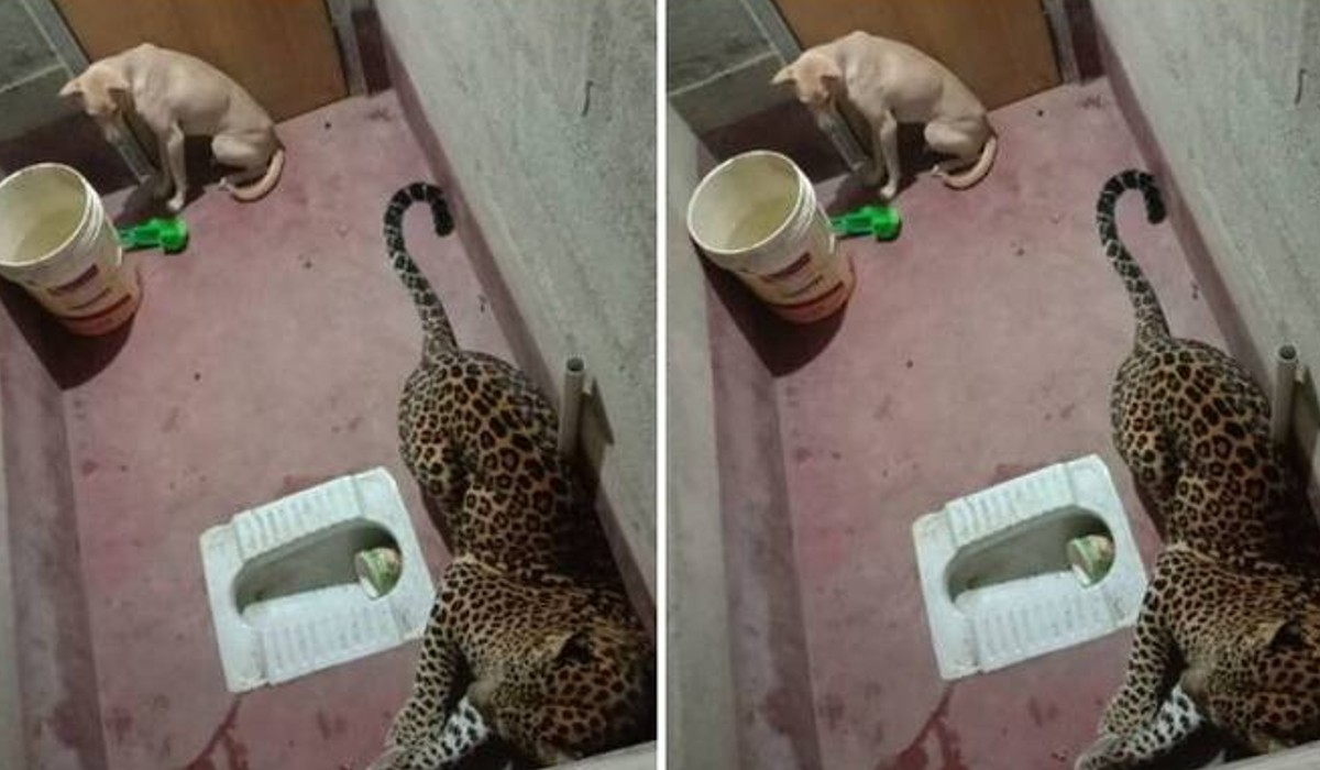 Dog gets trapped inside toilet with leopard for hours, miraculously survives