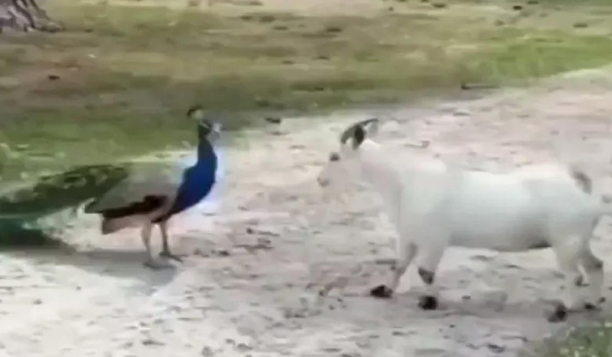 Peacock and goat engage in fight in jungle