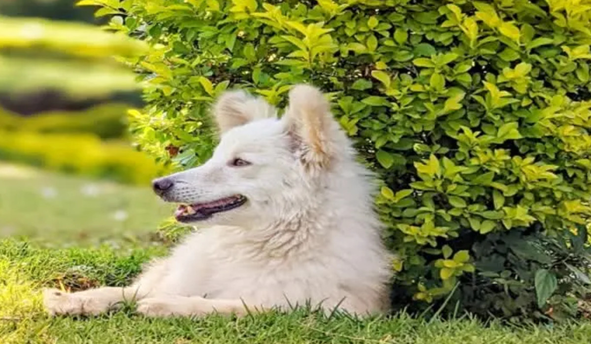 VIRAL VIDEO OF PUPPY FIGHTING WITH HIS OWNER IN COIMBATORE