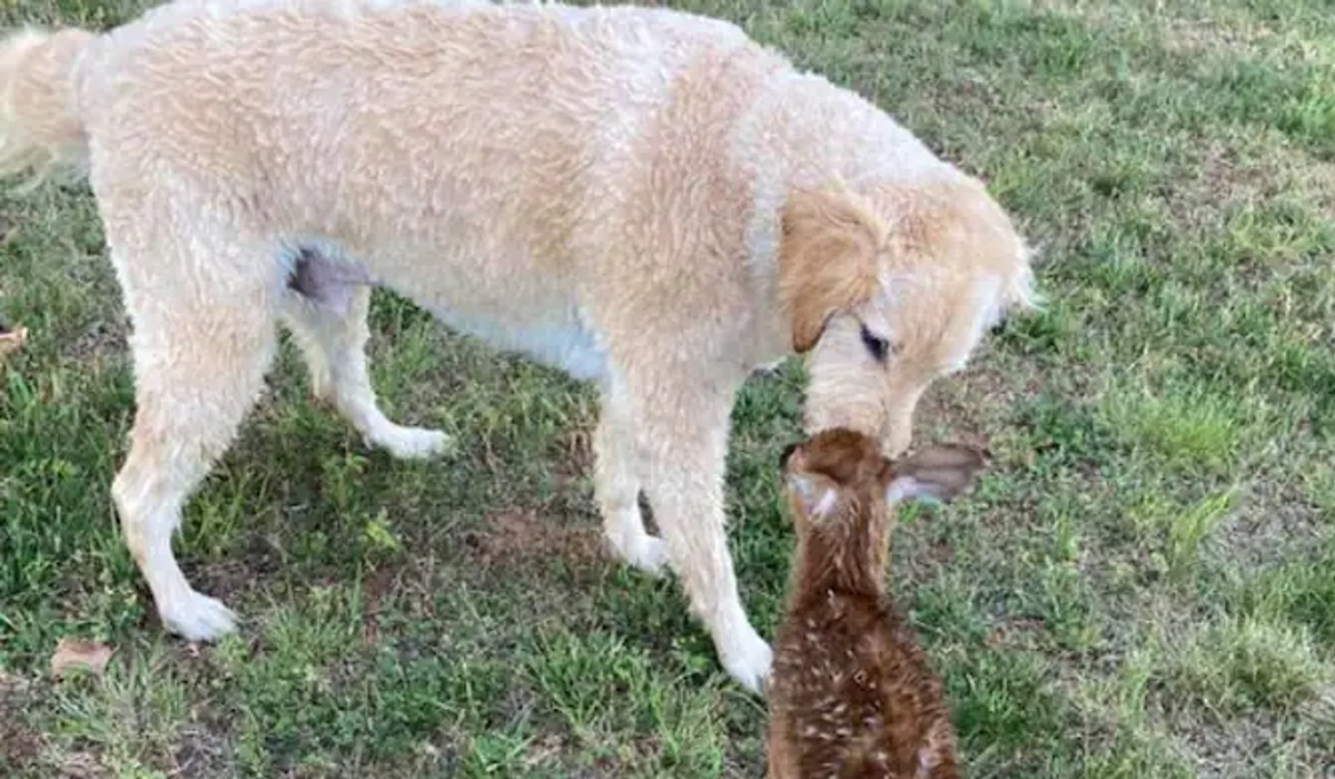 dog saves baby deer