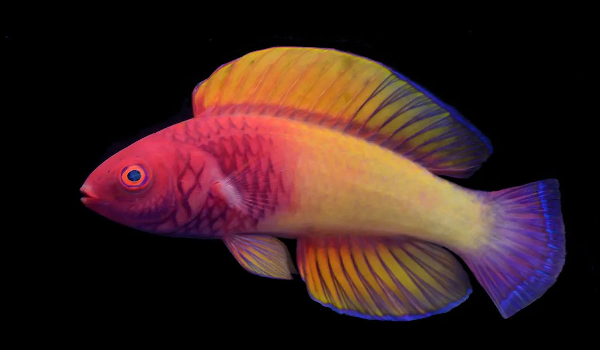 spectacular new fish
