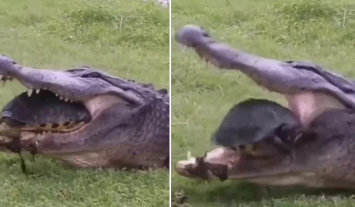 viral video crocodile