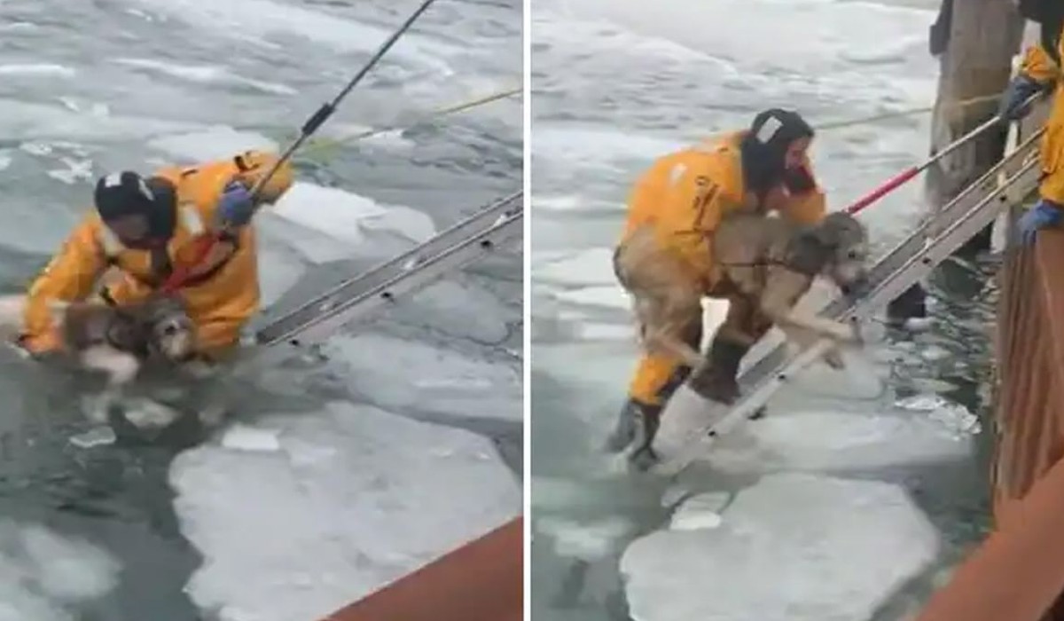 viral video dog trapped on snowflake in frozen detroit river police rescued