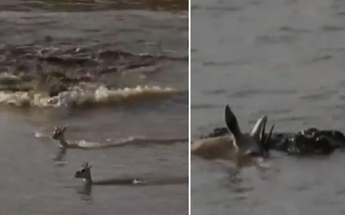 Mother deer dies while saving her baby from crocodile attack viral video