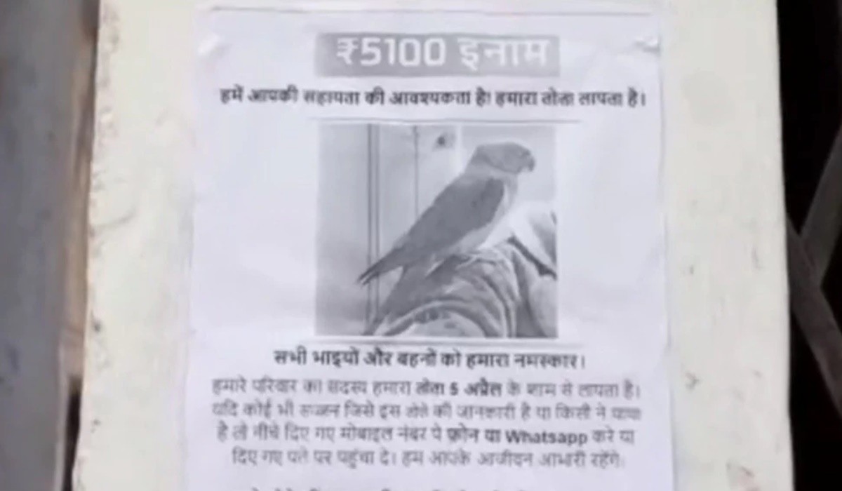 Gaya Family Announced Cash Reward For Parrot Missing Details