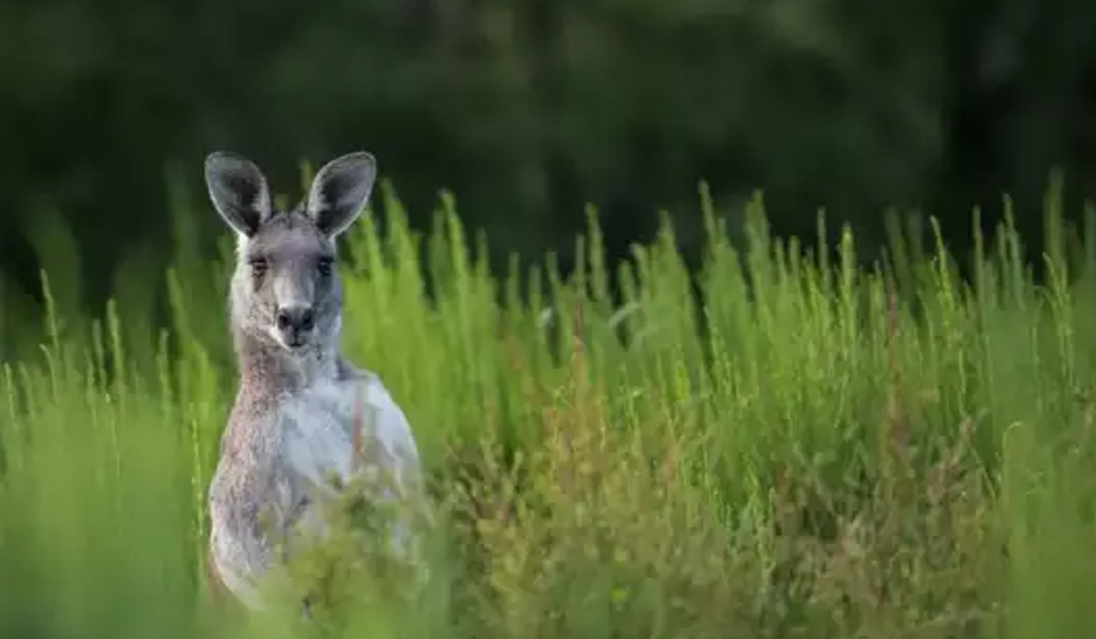 Rare White Kangaroo Spotted In Australia