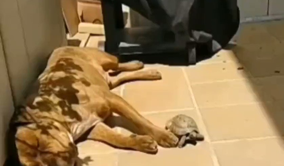 friendship between a tortoise and dog watch funny video