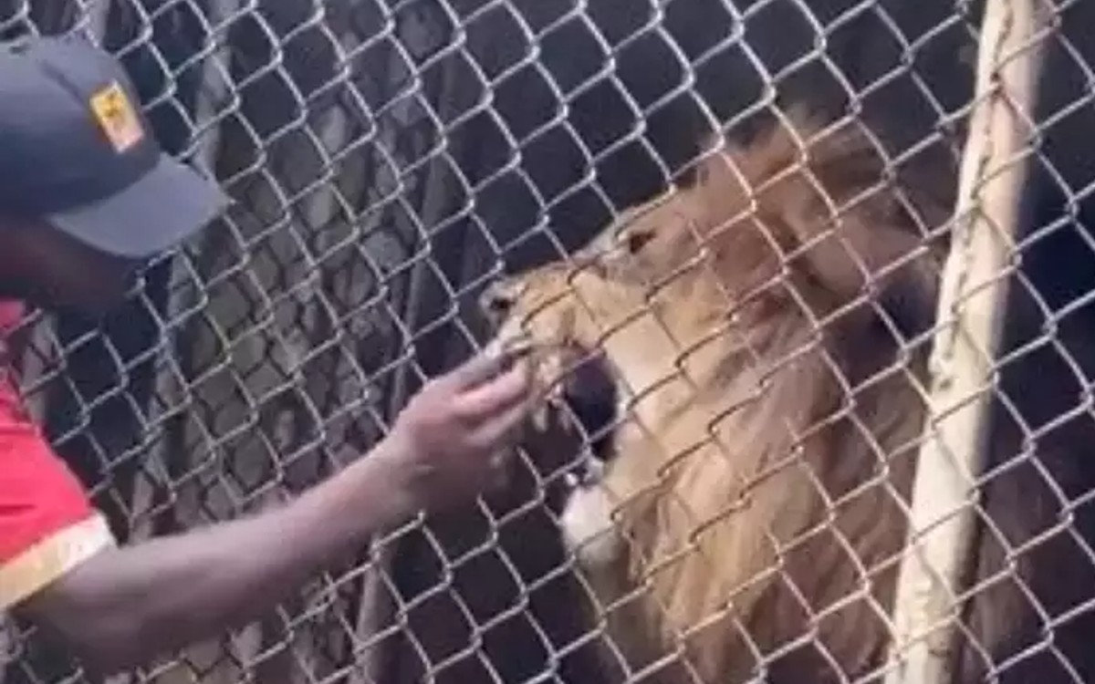 Lion 'bites off' man's finger at Jamaica zoo in horrifying footage